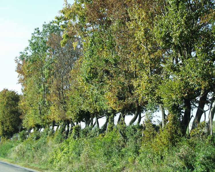 01 Collines de Saint Chef