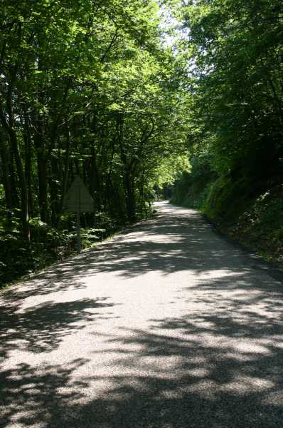 02 Foret de Saou