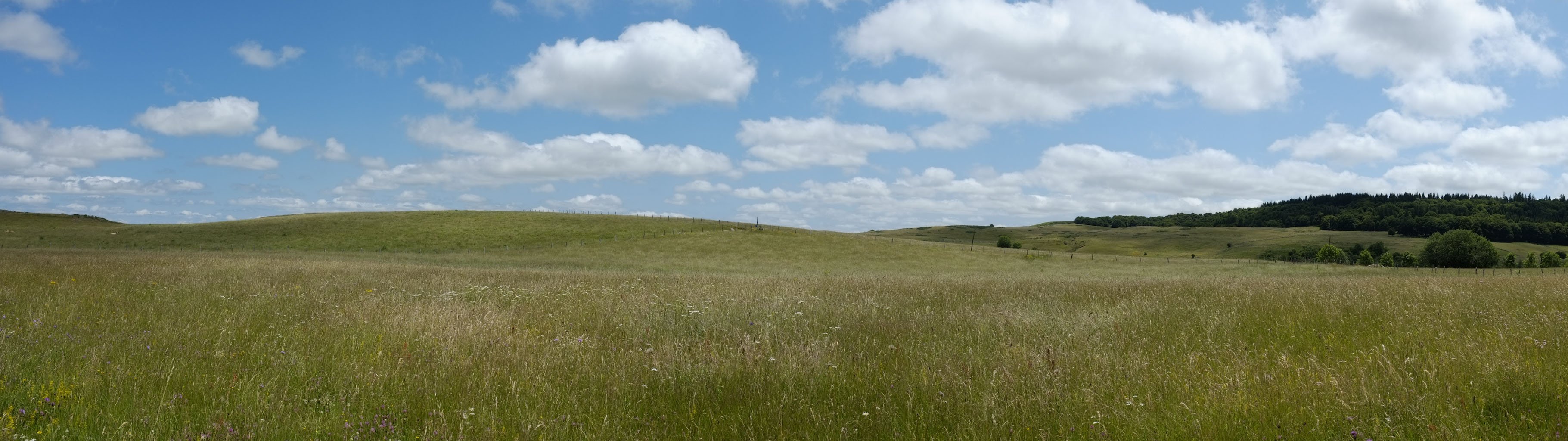 1-06 Aubrac / Prairies non loin de Saint-Urcize