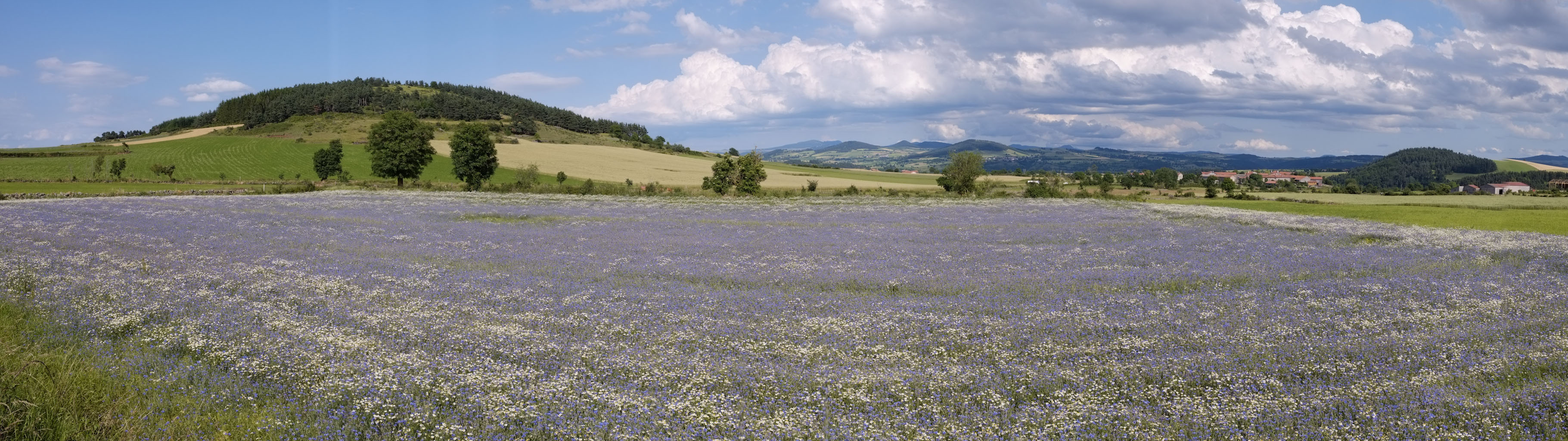 1-07 Devès / Le hameau des Ceyssoux sous sa garde, au loin le Mézenc