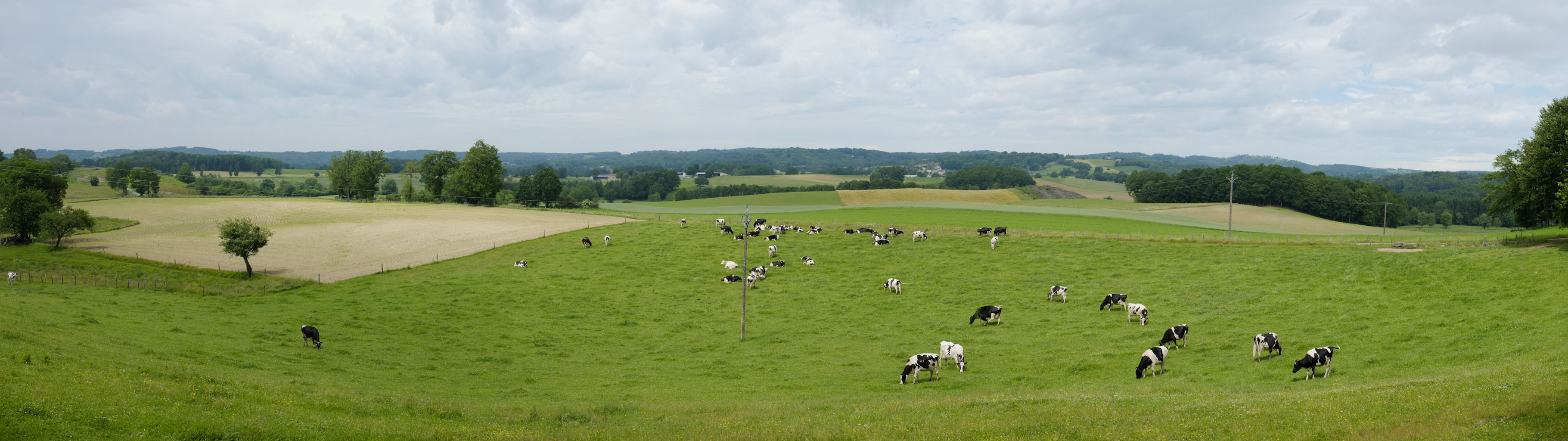 4-06 Châtaigneraie cantalienne / Vaches laitières au pré à Parlan