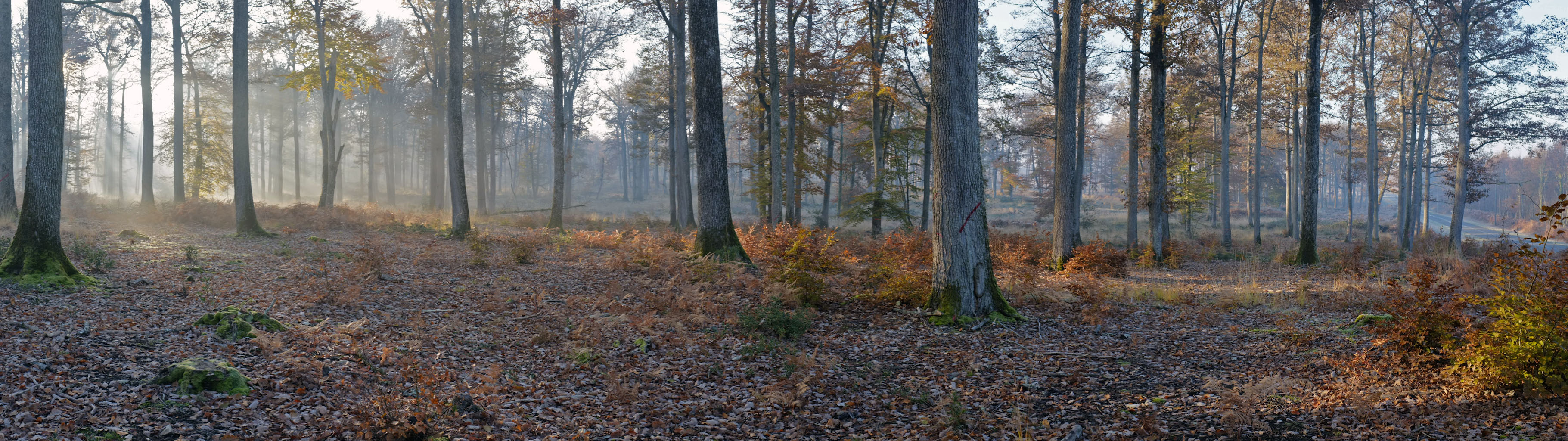 5-01 Forêts et bocage bourbonnais / Lumière du matin dans les sous-bois de Tronçais