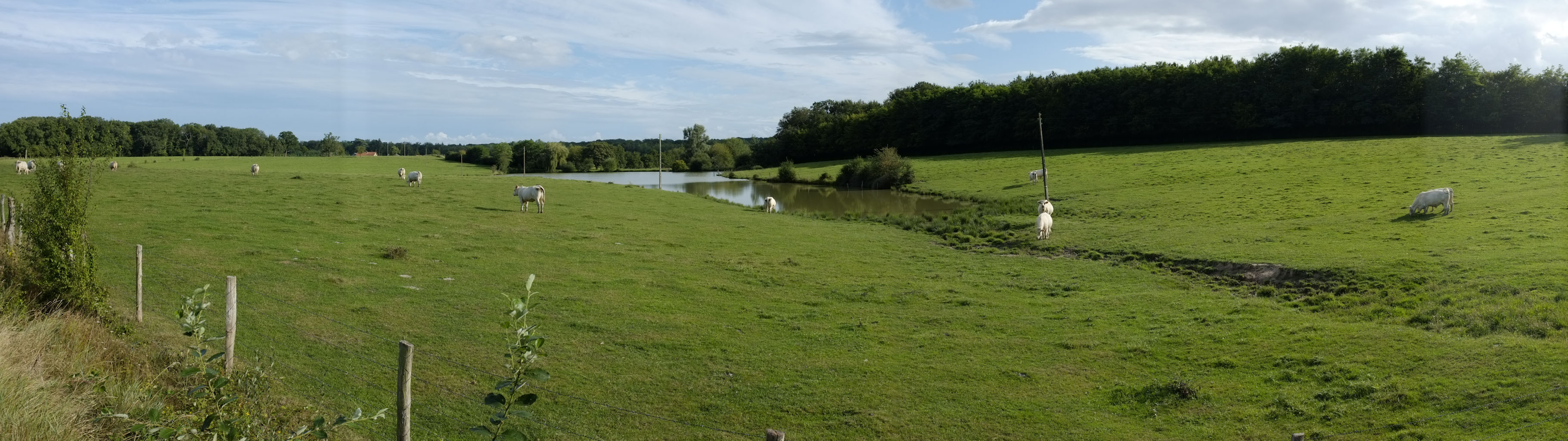 5-04 Sologne bourbonnaise / Etang et pâturages des environs de Gouise