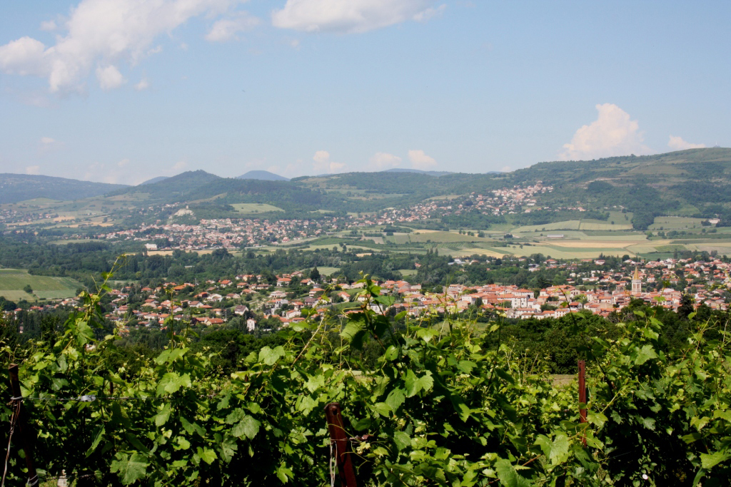 Vignoble au-dessus d'Orcet