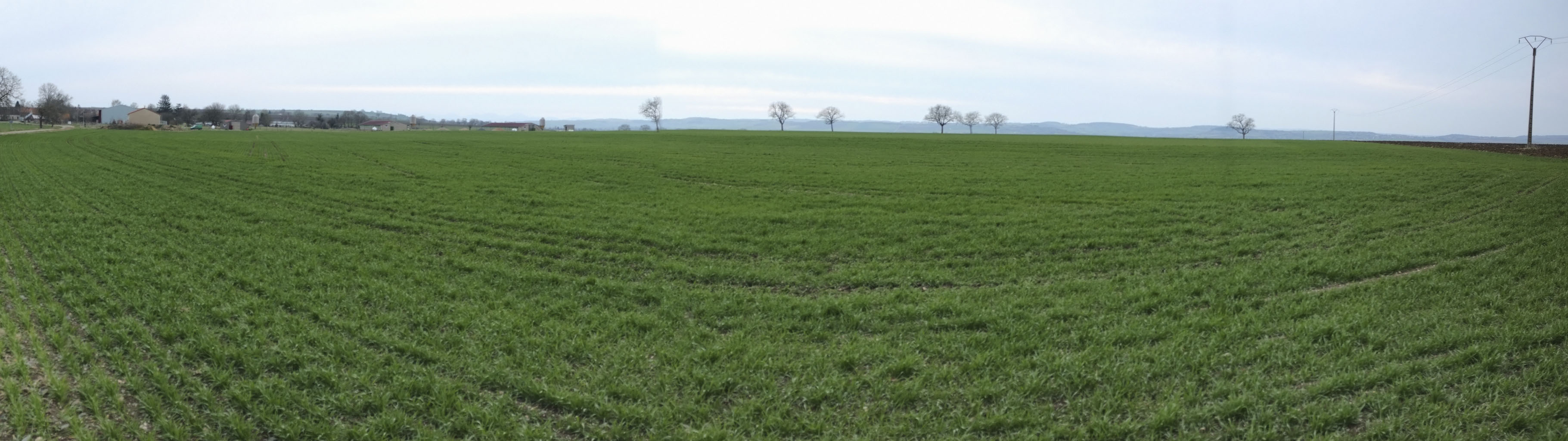 6-02 Limagnes de Gannat et de Saint-Pourçain / Plaine cultivée à Biozat