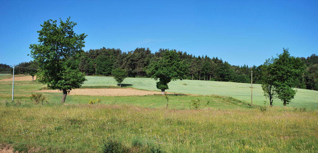 Cultures de céréales et prairies, érables et frênes isolés, bois de pins