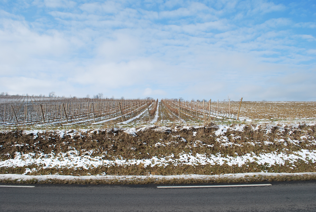 Plantation récente de vignes à proximité de Pérignat-sur-Allier