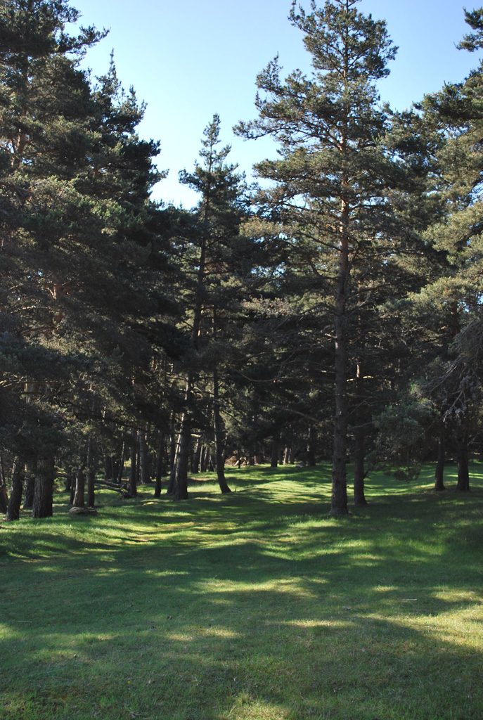 Prés-bois de pins sylvestre