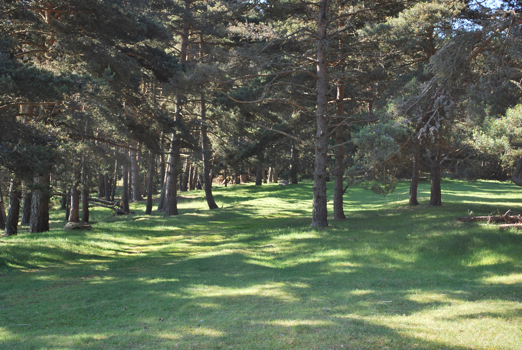 Prés-bois de pins sylvestre