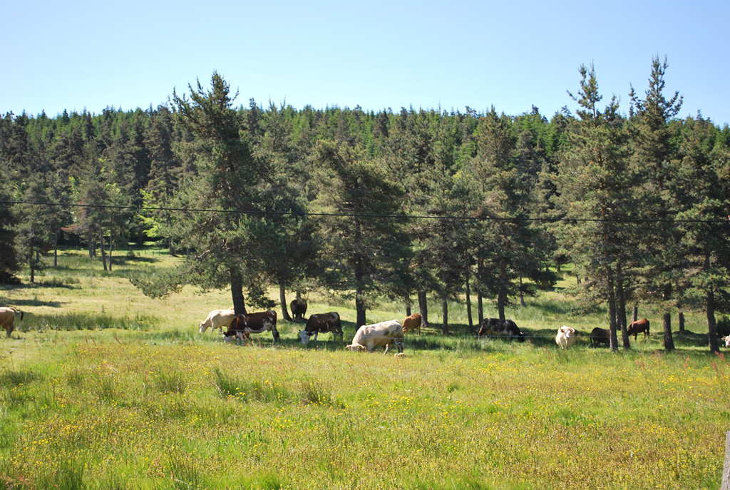 Vaches pâturant sous un pré-bois de pins au-dessus de Chazeau