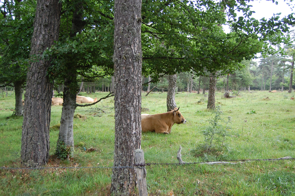 Secteur de pré-bois pâturé dans les bois de la Pinatelle