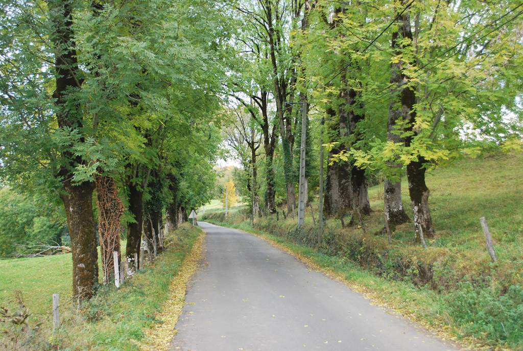 Alignement de frênes sur la D8