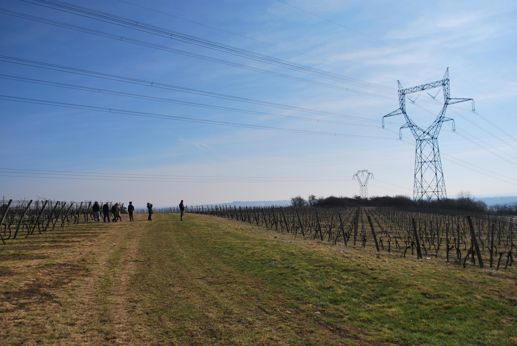 Coteaux viticoles de Saint-Pourçain