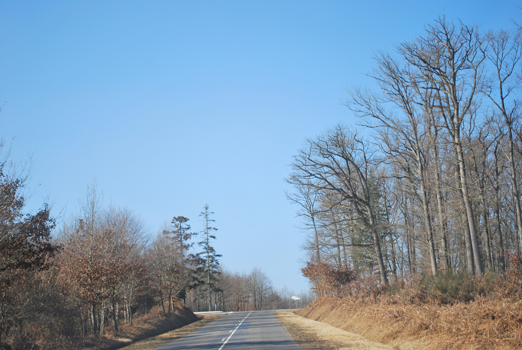 Résineux marquants les carrefours des routes forestières