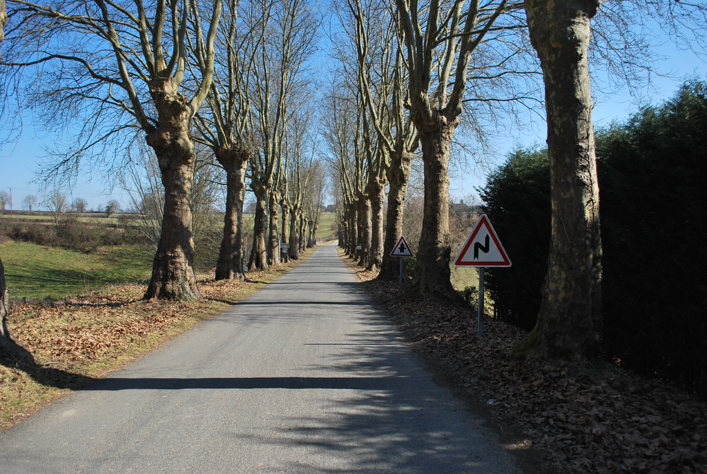 Alignement de platanes à l'entrée de Lurcy-Lévis