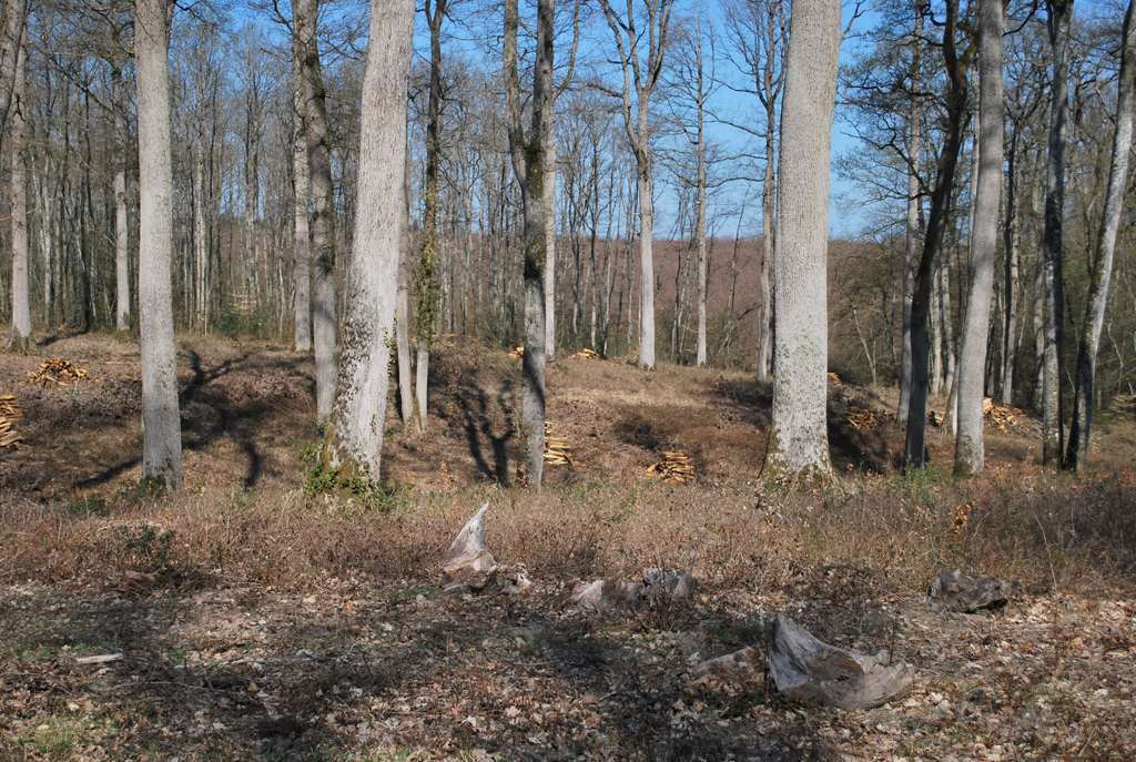 Forêt des Prieurés Bagnolet