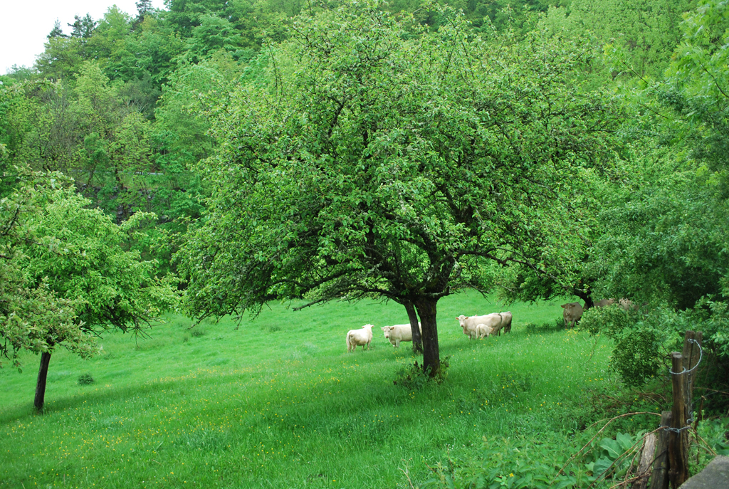 Prés-verger dans les pentes du Forez