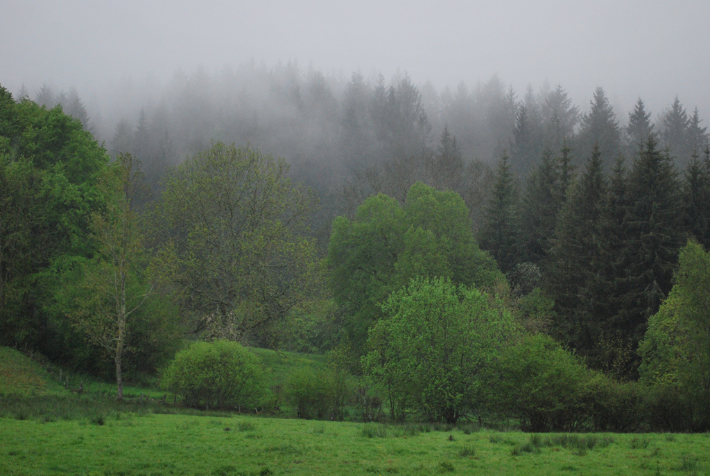 Ambiance brumeuse sur une lisière du Haut-Livradois