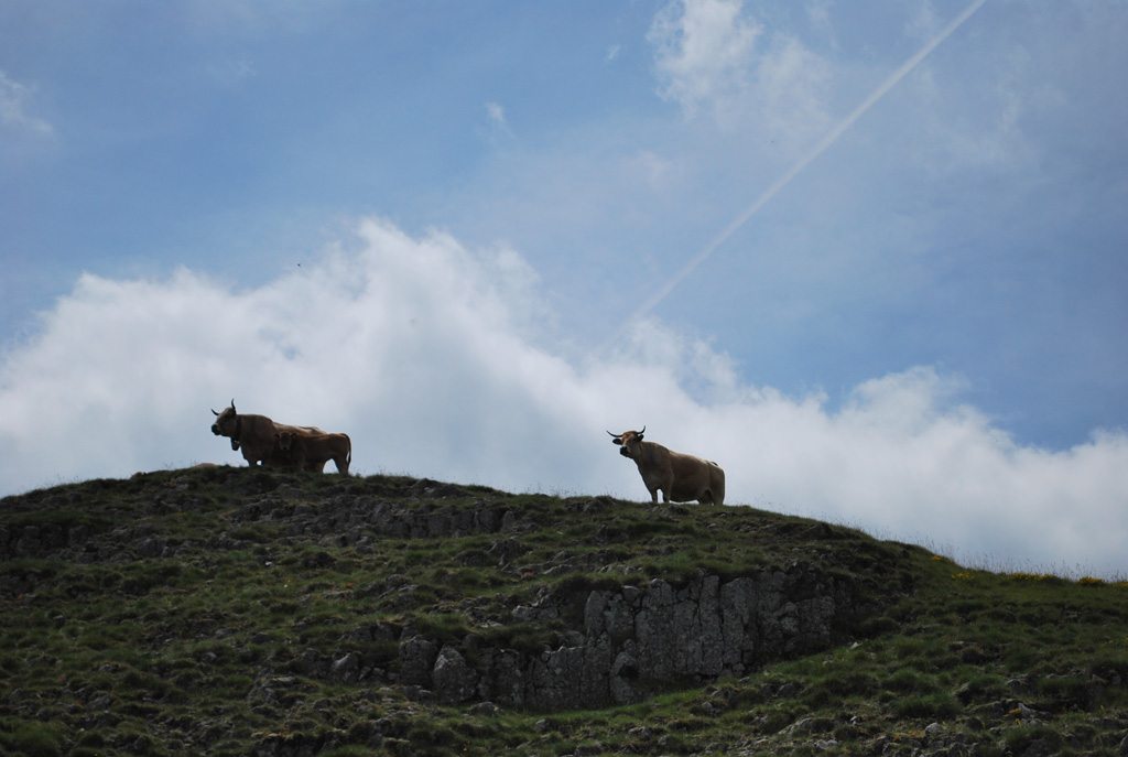 Vaches pâturant entre Freycenet-Lacuche et Présailles