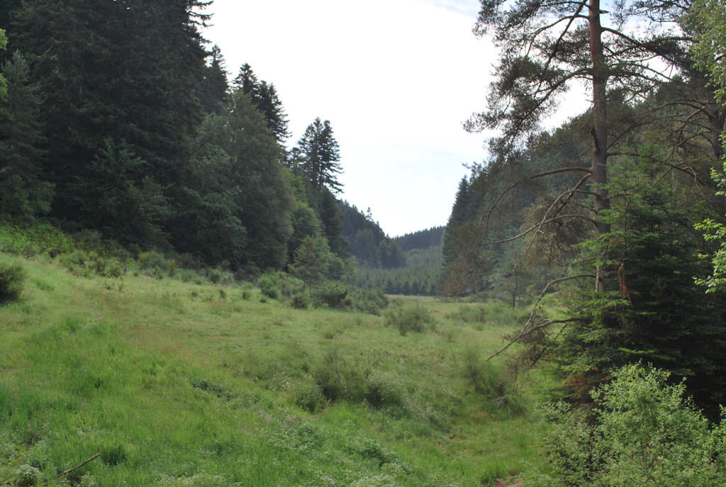 Fond de vallée et plantations résineuses