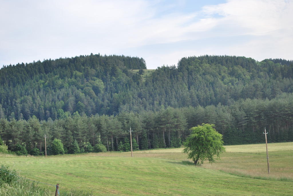 Clairière devant une sapinière