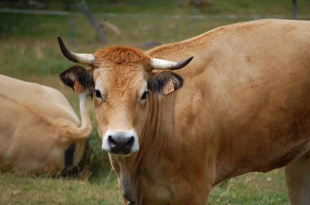 Portrait de vache Aubrac