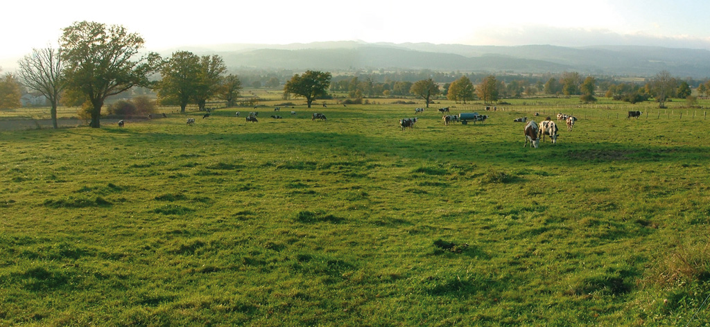 Pâturage de vache laitière sur la commune de Beurières