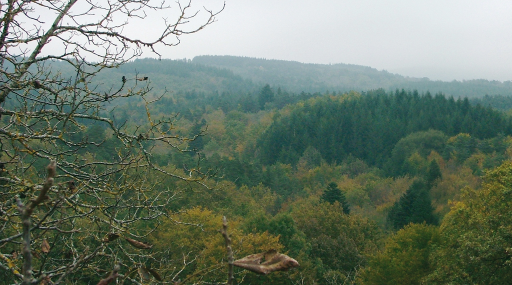 Au coeur du massif forestier des Bois Noirs